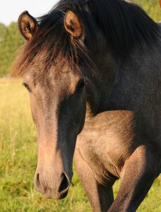 Avatar - foto Åsa Lindwall